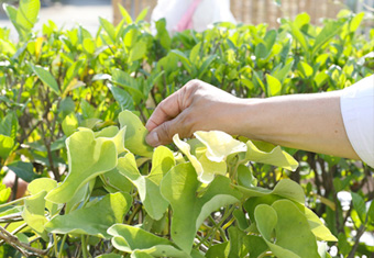 植物の画像